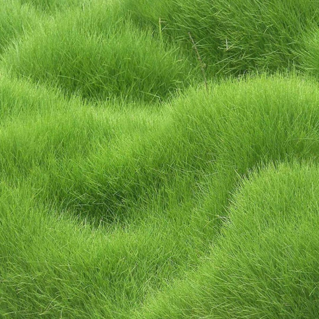 Grass Seeds Hybrid Best For Your Beautiful Home Gardening (Pack of 100 seeds) (Pack of 1) 205