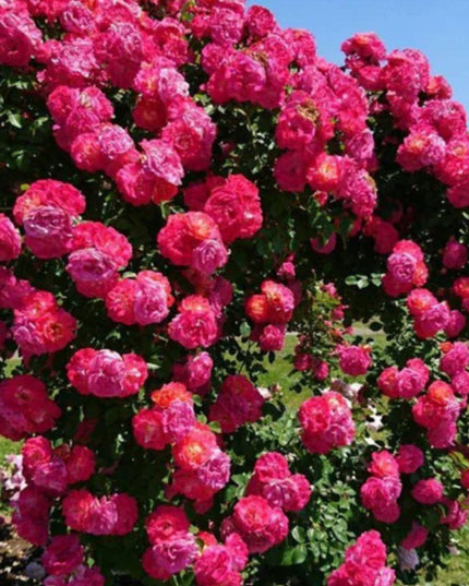 Elegant Climbing Rose Flower Seeds 205