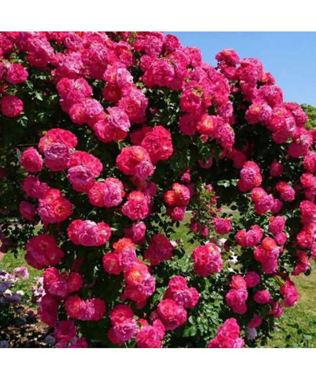 Elegant Climbing Rose Flower Seeds 205
