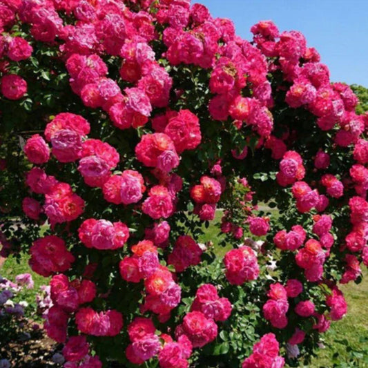 Elegant Climbing Rose Flower Seeds 205