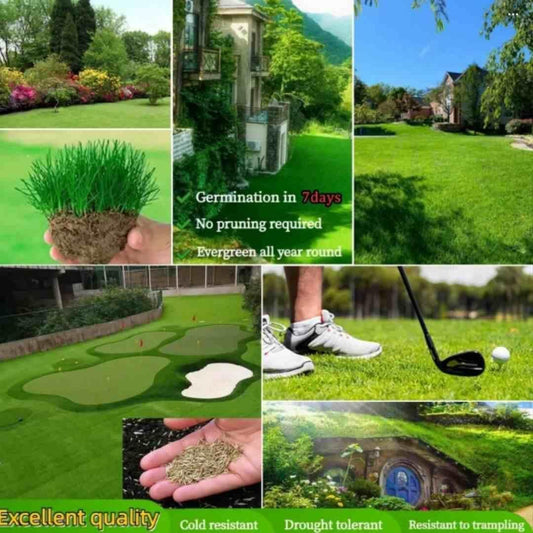 Grass Seeds Hybrid Best For Your Beautiful Home Gardening (Pack of 100 seeds) (Pack of 1) 205