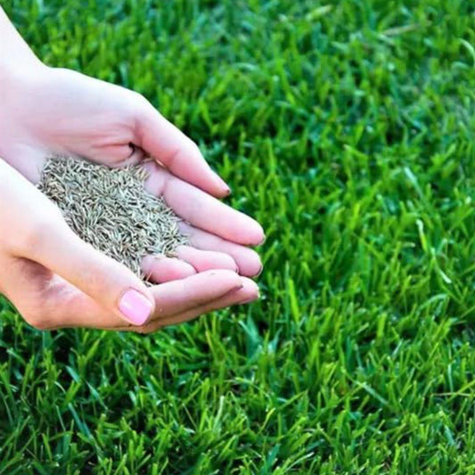 Grass Seeds Hybrid Best For Your Beautiful Home Gardening (Pack of 100 seeds) (Pack of 1) 205